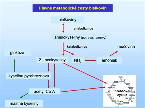 Schéma denaturácie bielkovín v mäse