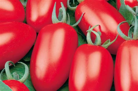 Talianske paradajky odrody San Marzano