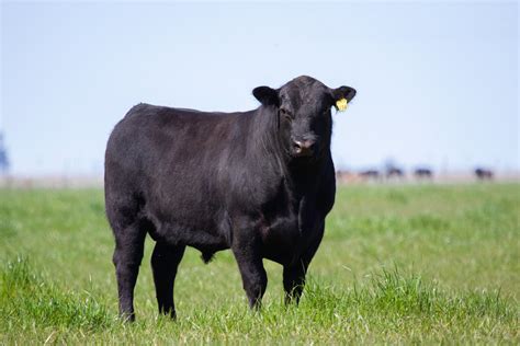 Plemeno Aberdeen Angus