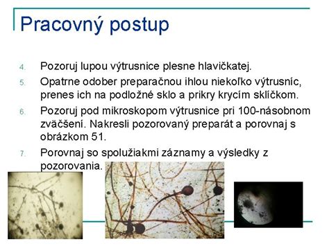 Proces prepichovania syra na rast plesne
