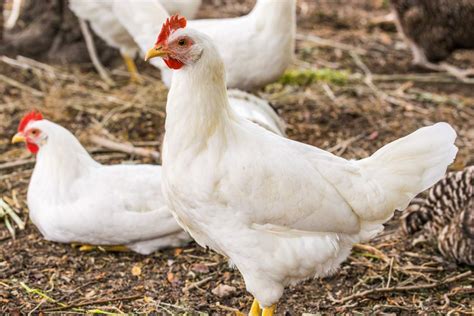 Ilustrácia vajec plemien Leghorn, Vlaška