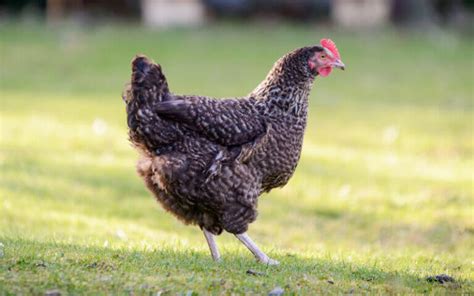 Ukážka tmavohnedých vajec plemena Marans
