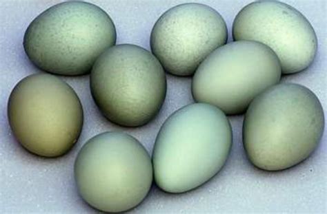 Zelené a modré vajcia plemena Araucana