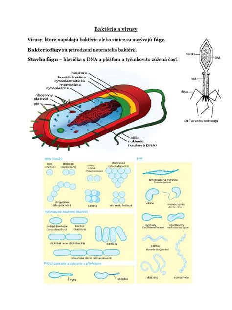 Infografika o účinkoch dezinfekčných prostriedkov na baktérie a vírusy