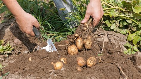 Kalendár znázorňujúci optimálne obdobie na zber tekvíc