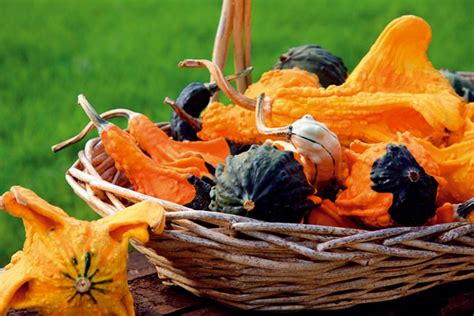 Ozdobné tekvice rôznych tvarov a farieb