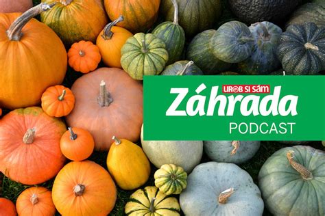 Infografika s tipmi na pestovanie tekvice