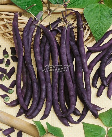 Fialové struky fazule Blauhilde a A Cosse Violette Sans Fil