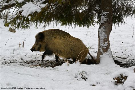 Upečený diviak na servírovacom tanieri