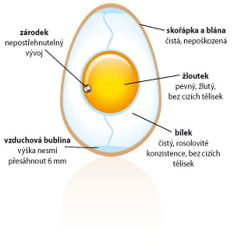 Štruktúra vajíčka s vyznačenými časťami