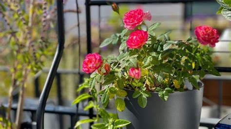 Záhradníctvo v kvetináči na balkóne s kvetináčmi plnými špenátu