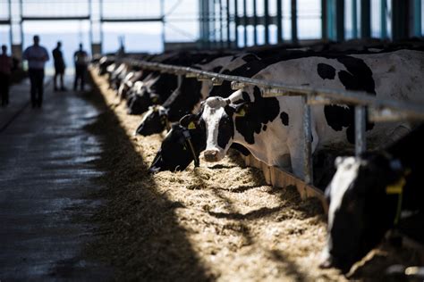 Ilustračná fotografia modernej mliečnej farmy s dojacím robotom