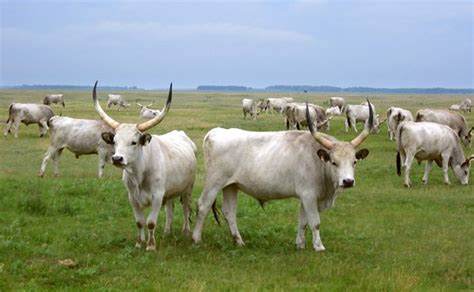 Plemeno Chianina a jeho typické znaky
