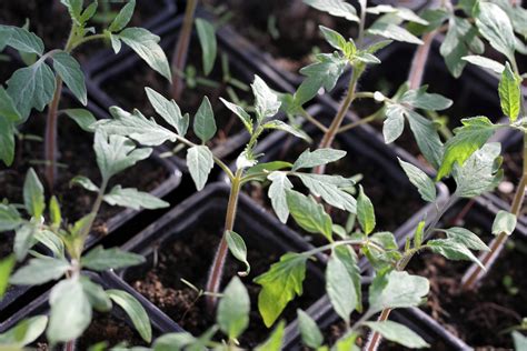 Pikírovanie priesad paradajok