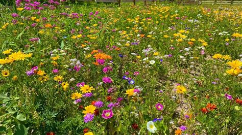 Kvitnúca lúka plná rôznych druhov kvetov