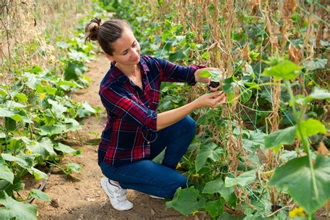 Príprava pôdy pre pestovanie uhoriek