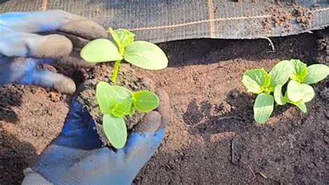 Predpestovanie sadeníc uhoriek