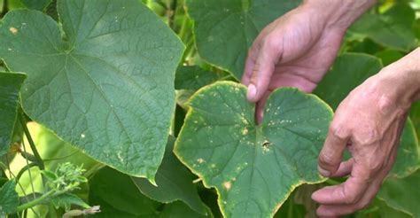 Správna zálievka uhoriek