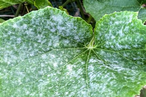 Príznaky múčnatky na listoch uhoriek