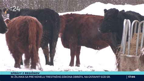 Trhové trendy v chove hovädzieho dobytka