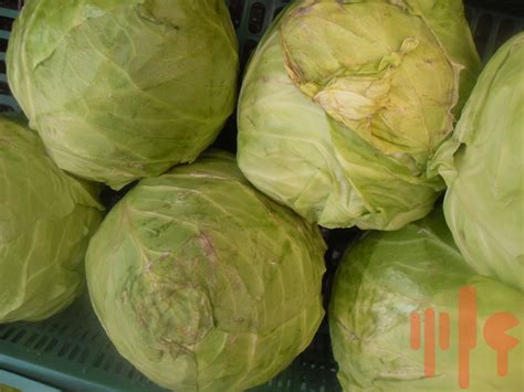 Biela kapusta a jej nutričné hodnoty