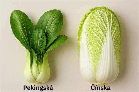 Pekinská kapusta v záhrade