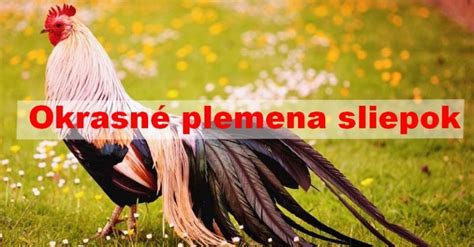 Základný prehľad plemien sliepok