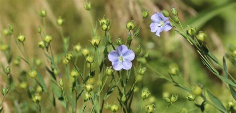 Ľan siaty s modrými kvetmi