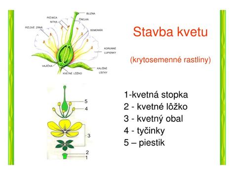 Botanická stavba rastliny zemiaka, vrátane hľúz, stonky, listov a kvetov