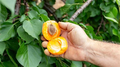 Ilustrácia marhúľ a ich jadierok