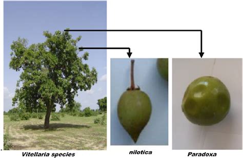 Strom maslovníka afrického (Vitellaria paradoxa)