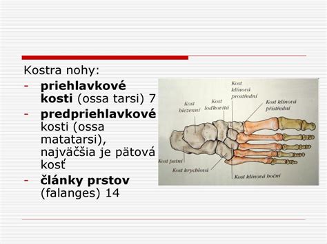 Pes žujúci kosť
