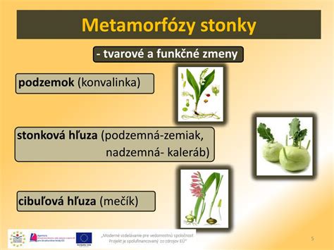 Schéma rastliny zemiaka s označením jednotlivých častí (stonka, listy, kvet, hľuzy, korene)