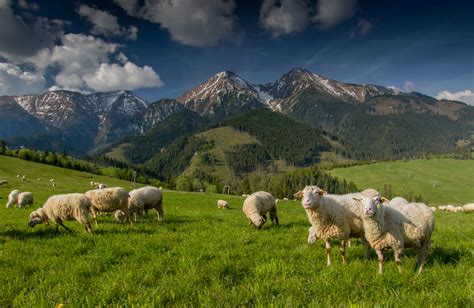 Zobrazuje slovenské salaše a ovce na pastvinách