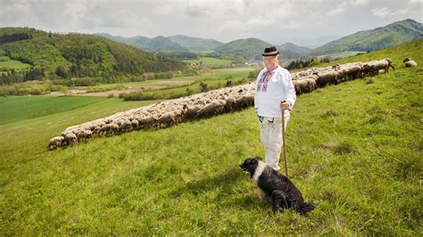 Fotografia Jána Luptáka-Sanitrára a jeho synov pri práci na salaši