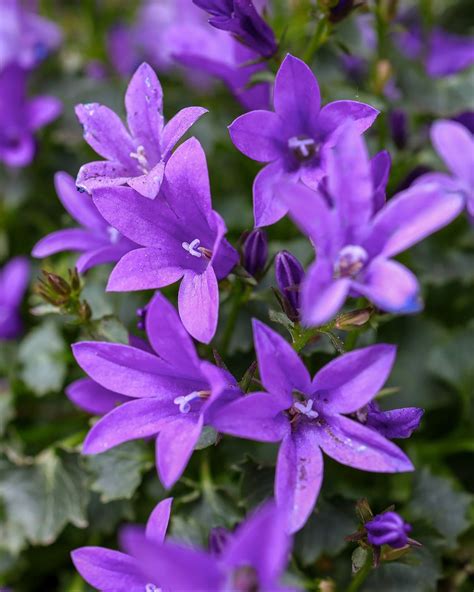 Detail fialového kvetu Campanula portenschlagiana