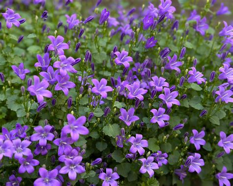 Kalendár starostlivosti o Campanula portenschlagiana