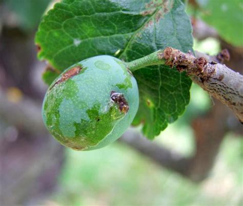 Larva obaľovača slivkového v poškodenom plode