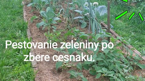 Proces straty sladkosti a farby hrášku po zbere