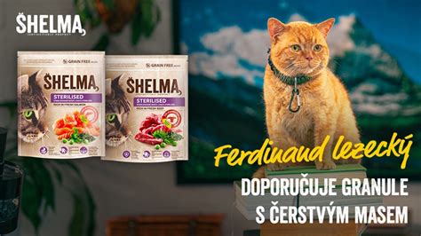 Rôzne typy krmív pre mačky