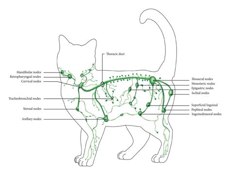 Diagram: Trávenie uhľohydrátov u mačiek