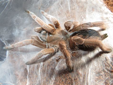 Tarantula loví hmyz