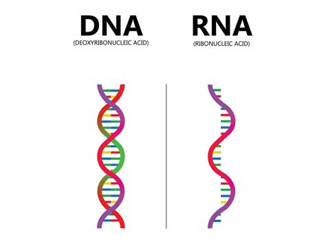 Porovnanie konštrukcie dna nerezového hrnca (tenké vs. sendvičové)