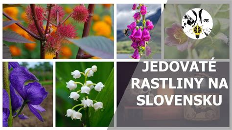 Upozornenie na jedovaté kvety