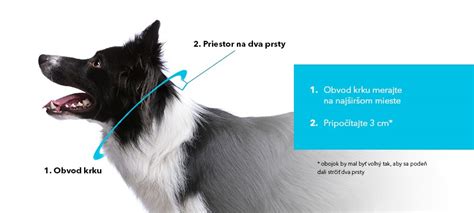 Detail obojka na krku psa
