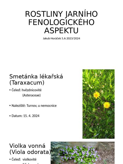 Schéma fenologického kalendára ihličnanov