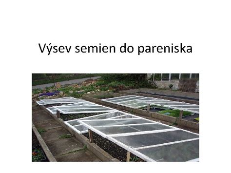 Výsev semien špagetovej tekvice do jamiek