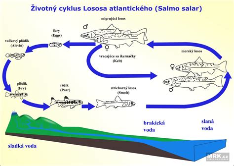 Cyklus lososa atlantického