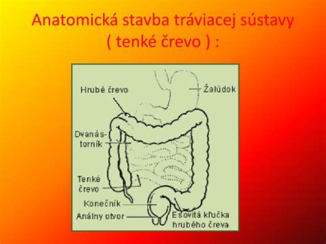 zdravé tenké črevo vs. črevo s celiakiou