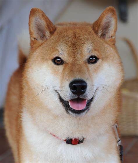 Vykrajovačka Shiba Inu